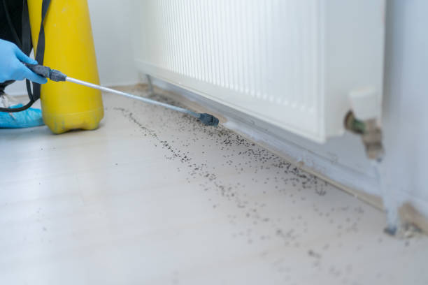 Best Pest Prevention Services  in Kalispell, MT